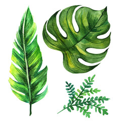 illustration of a leaf, tropical leaves, tropics, palms