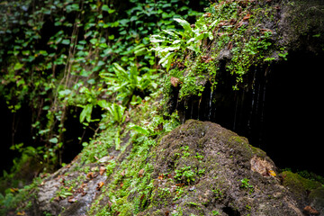 Fototapeta premium moss on stone wall