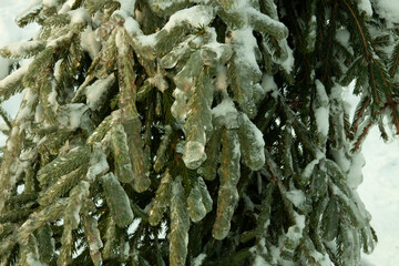 spruce after an icy rain