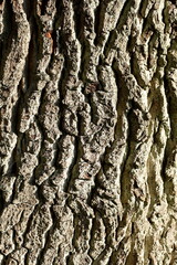 Baumrinde, Borke mit Schatten, Holztextur, Hintergrund, Deutschland, Europa