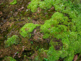 fern and moss and little plant growing on rock