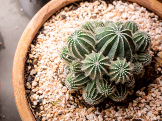 view small green cactus plant in pot