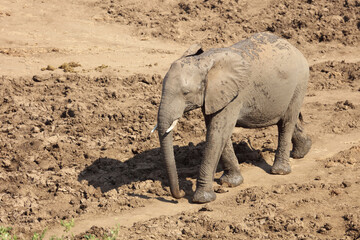 Afrikanischer Elefant / African elephant / Loxodonta africana.