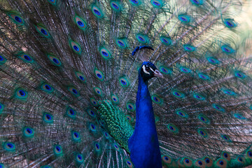 Obraz premium Portrait of beautiful peacock with feathers out