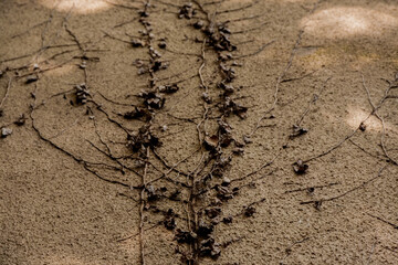 ants on the ground