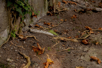 roots in the ground