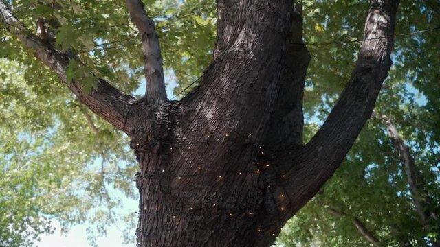 CU LA String lights on tree