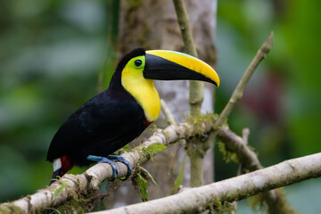 Ramphastos brevis