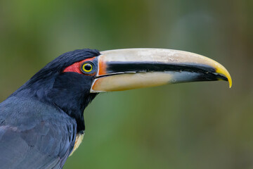 Pteroglossus erythropygius