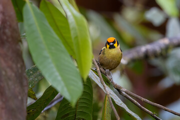 Tangara parzudakii lunigera