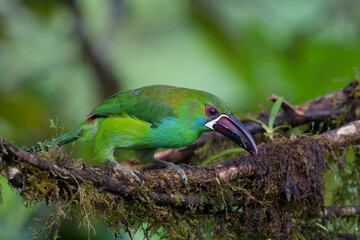 Aulacorhynchus haematopygus sexnotatus