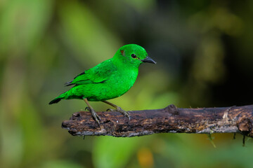 Chlorochrysa phoenicotis