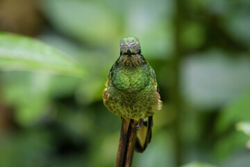 Boissonneaua flavescens tinochlora