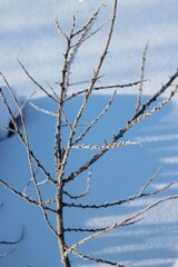 A withered tree in the snow, in winter.