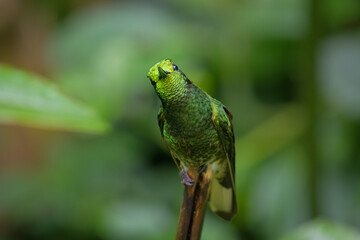 Boissonneaua flavescens tinochlora