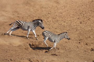Obraz na płótnie Canvas Steppenzebra / Burchell's zebra / Equus burchellii.
