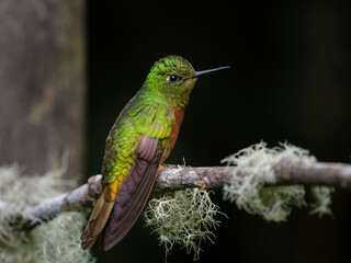 Boissonneaua matthewsii