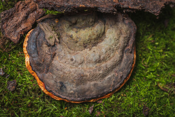 Fomitopsis pinicola- medicinal mushrooms