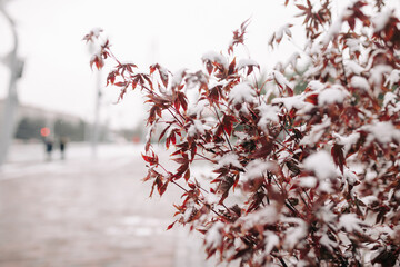 Red colored bushes cover with snow at a winter park. Colorful red and orange leaves on the small snowed tree on a frosty cold winter day. Nature and winter holidays concept.