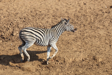 Fototapeta na wymiar Steppenzebra / Burchell's zebra / Equus burchellii.