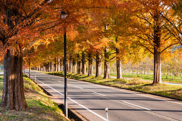 マキノ高原　メタセコイア並木