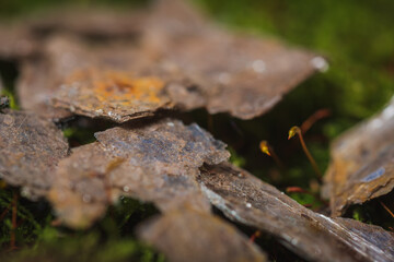 Still life- stones in green moss for interior decoration