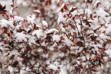 Red colored bushes cover with snow at a winter park. Colorful red and orange leaves on the small snowed tree on a frosty cold winter day. Nature and winter holidays concept.