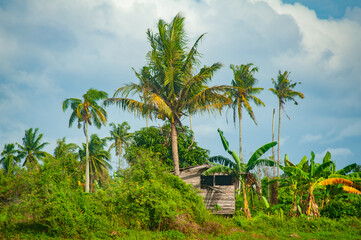 a wooden house surrounded by coconut trees and green plants