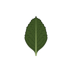 mint leaf icon vector design element