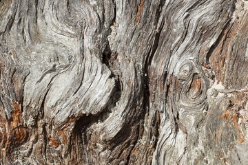 Totholz, verwachsene Baumrinde an einem alten, knorrigen Baumstumpf