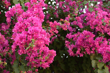 Flores en una calle del barrio de Plaka, en Atenas (Grecia)