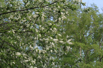 blossoming tree