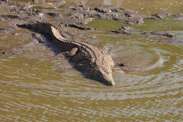 Nilkrokodil / Nile Crocodile / Crocodylus Niloticus