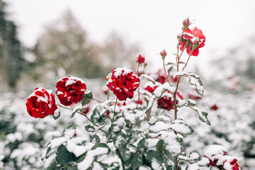 Red roses bushes covered with snow at a winter park. Green bushes of dark red roses flowers under...