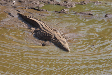 Nilkrokodil / Nile Crocodile / Crocodylus Niloticus