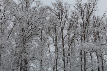 snow covered trees
