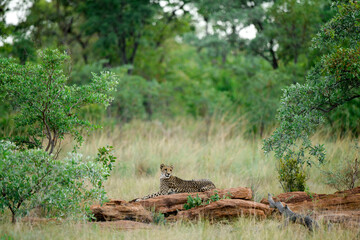 Cheetah ( Acinonyx jubatus ) in savanna. South Africa.