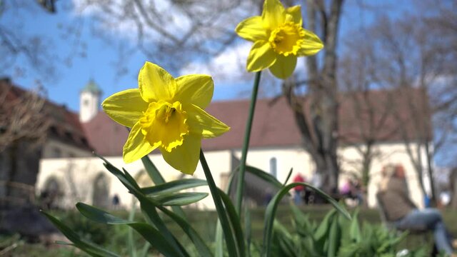 Zwei bl&uuml;hende Osterglocken im Fr&uuml;hling im noch kahlen Park vor einer Kirche mit Besuchern