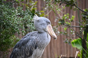 優雅にたたずむ動かない大きな鳥、ハシビロコウ