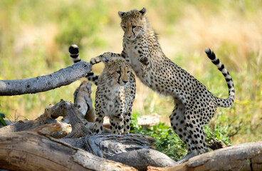 Cheetah ( Acinonyx jubatus ) in savanna. South Africa.