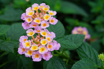 Lantana camara tiny flowers with pink and purple color in the garden background