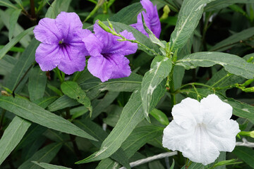 Ruellia tuberosa with white and purple color beautiful in the garden