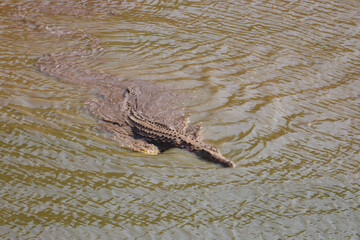 Nilkrokodil / Nile Crocodile / Crocodylus Niloticus