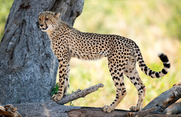 Ceetah (Acinonyx jubatus) in South Africa.