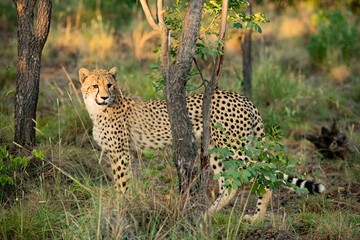 Ceetah (Acinonyx jubatus) in South Africa.
