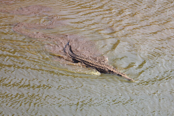 Nilkrokodil / Nile Crocodile / Crocodylus Niloticus