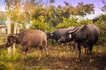 Naklejka na ściany i meble Thai buffalo or water buffalo in stable. Buffalo is a part in Thai culture society. buffaloes have many benefits such as labor,