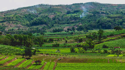 Fototapeta na wymiar Green landscape of traditional farmer fields