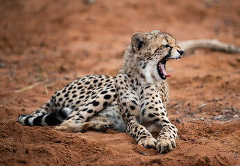Ceetah (Acinonyx jubatus) in South Africa.
