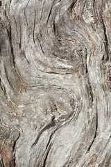 Totholz, verwachsene Baumrinde an einem alten, knorrigen Baumstumpf